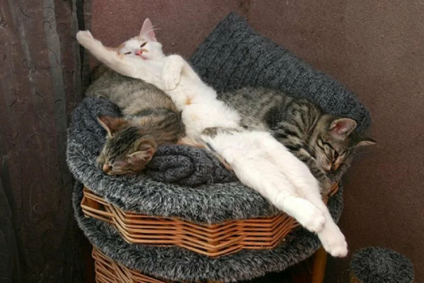 Спящие коты с надписями