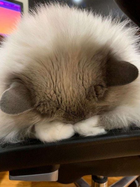 Милые животные спят