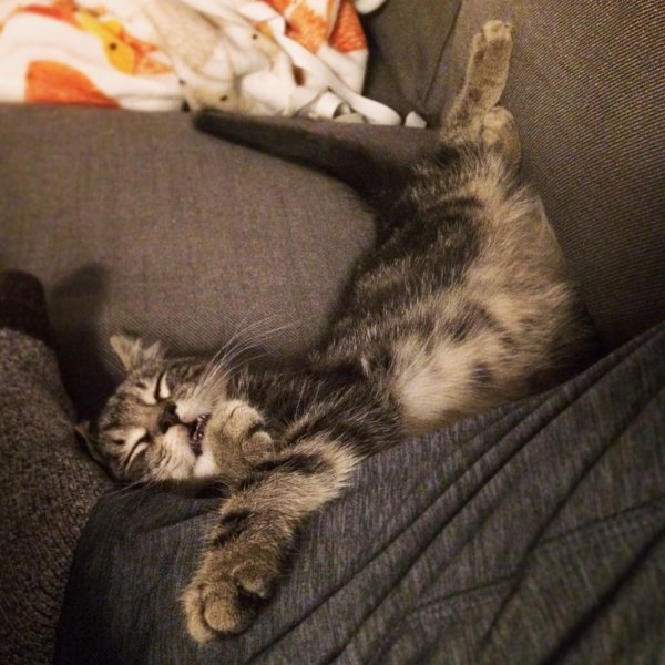 Кот дрыхнет