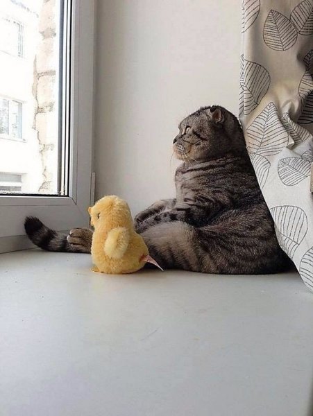 Кот в депрессии