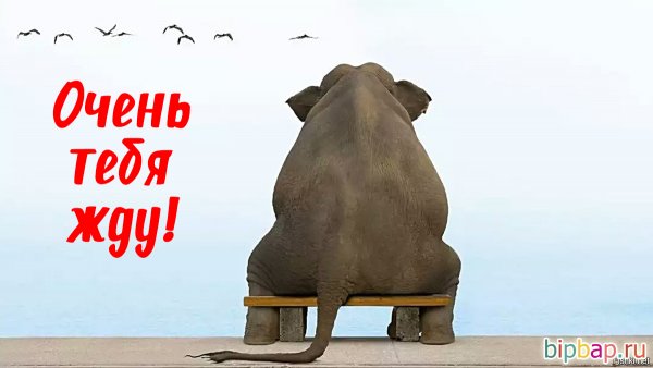 Жду картинки прикольные