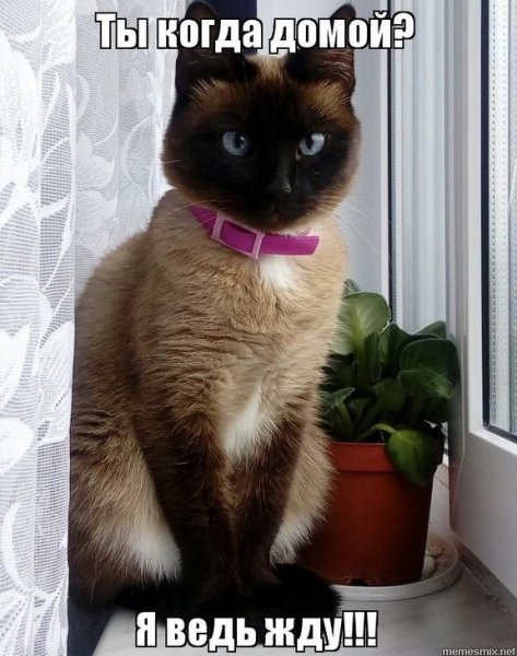Ждем домой