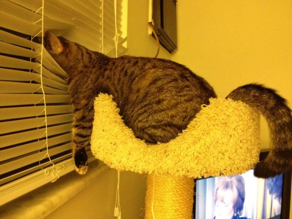 Кошка ждет кота