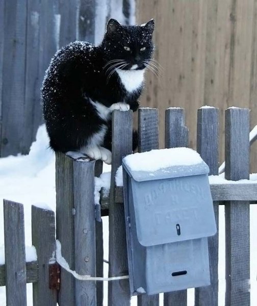 Кот в ожидании