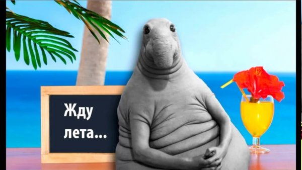 Ждун лета