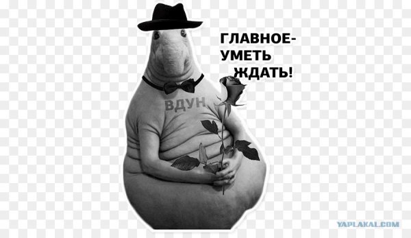 Ждун стикер