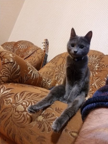 Кот возвращается домой