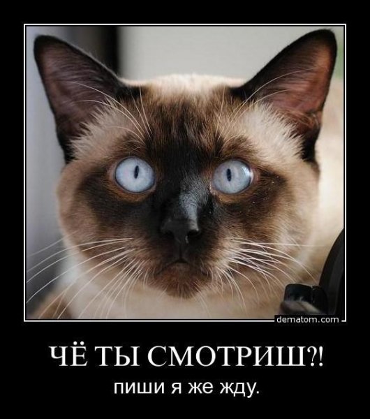 Кот и мышь прикол