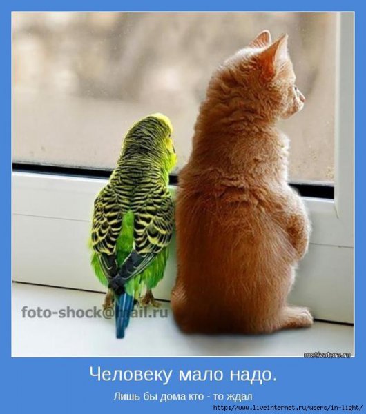 Тебя ждут дома