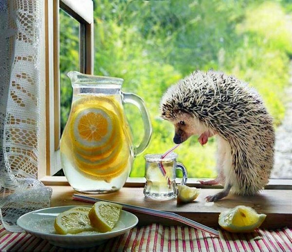 Елена Еремина Ежиные истории