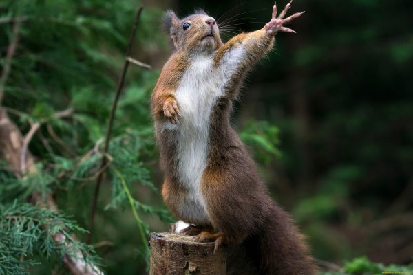 Доброе утро с белкой прикольные