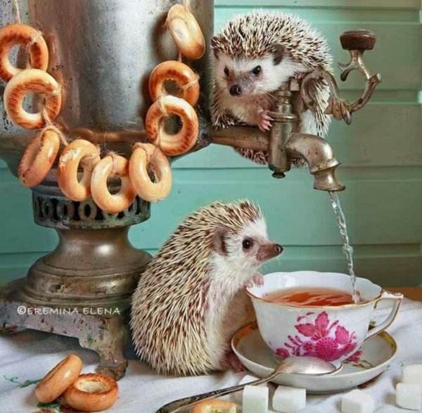 Еремина Елена Тайная жизнь ежиков