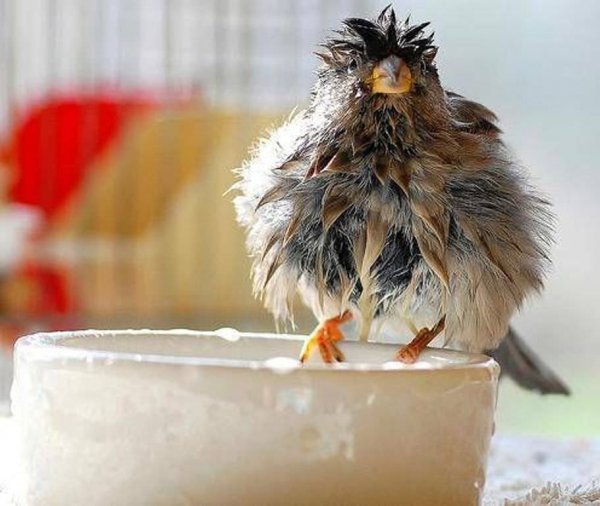 Взъерошенная птичка