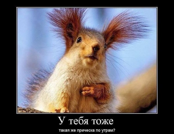 Утро прикол