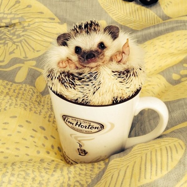 С добрым утром животные