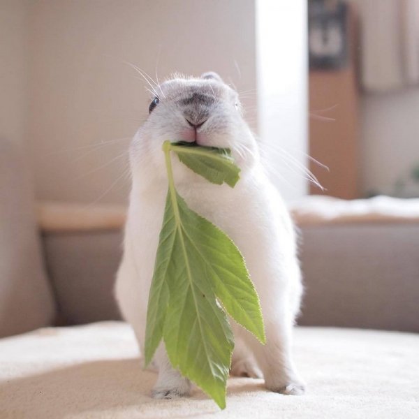 Доброе утро животные смешные