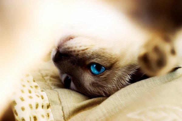 С добрым утром сиамские кошки