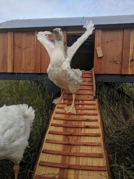 Белка с зонтиком