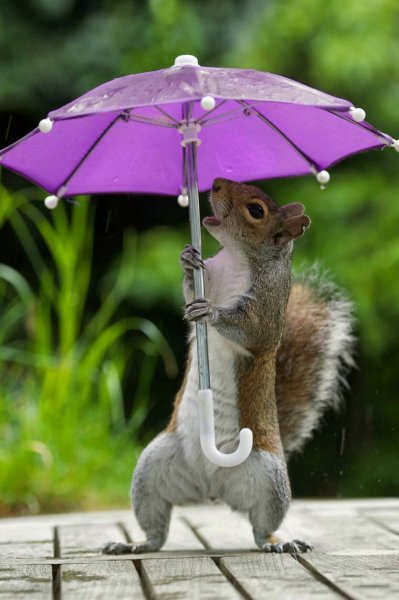 Коты Макото Мурамацу