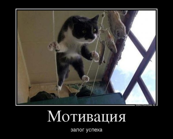 Кот мотиватор