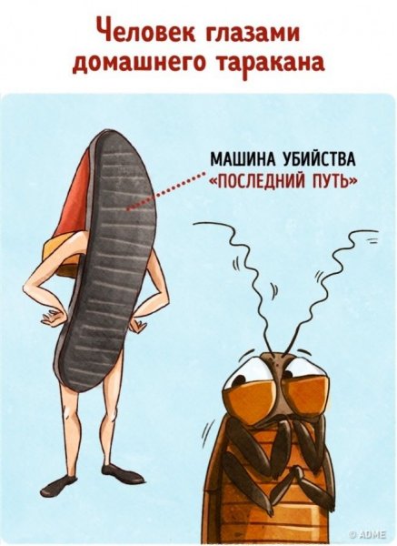 Тараканы прикольные картинки