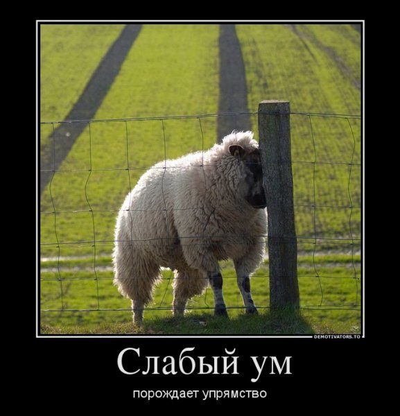 Баран прикол