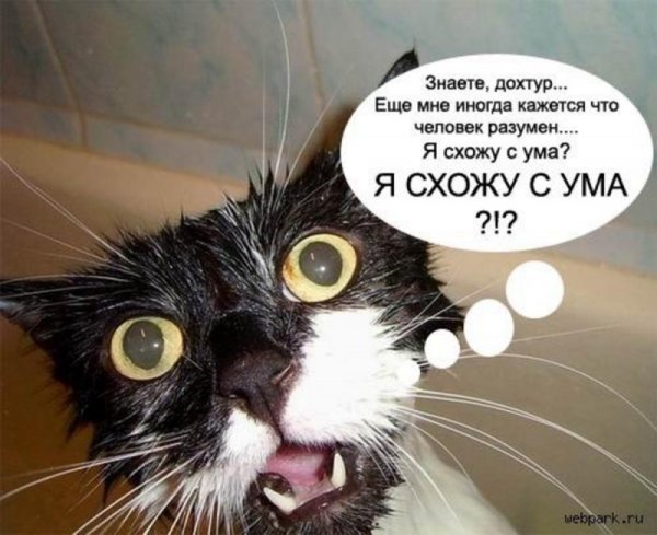 Кот сошел с ума