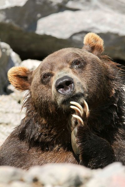 Медведи смешные картинки (53 фото)
