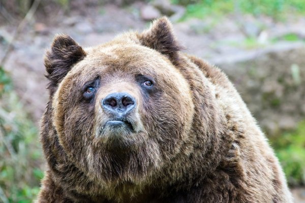 Медведь грустит