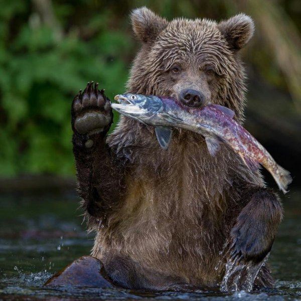 Смешной мишка