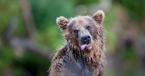 Прикольный медведь
