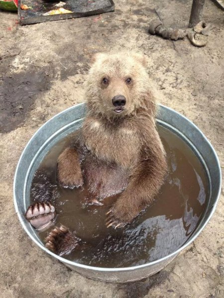 Прикольный мишка
