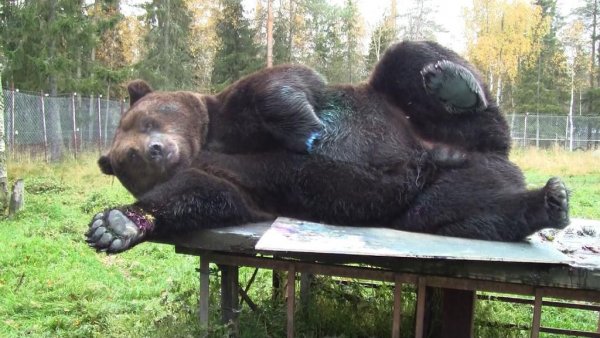 Медведь прикол