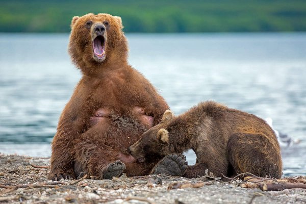 Неуклюжий медведь