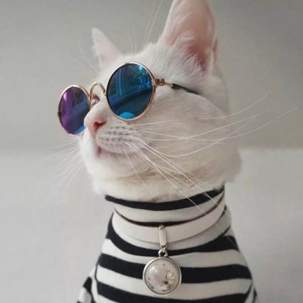 Кошечка в очках