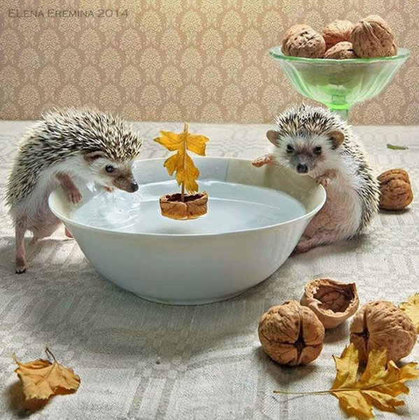 Ёжики Елены Ерёминой