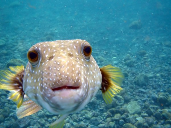 Arothron hispidus
