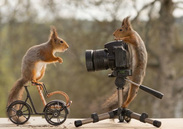 Животные с фотокамерой
