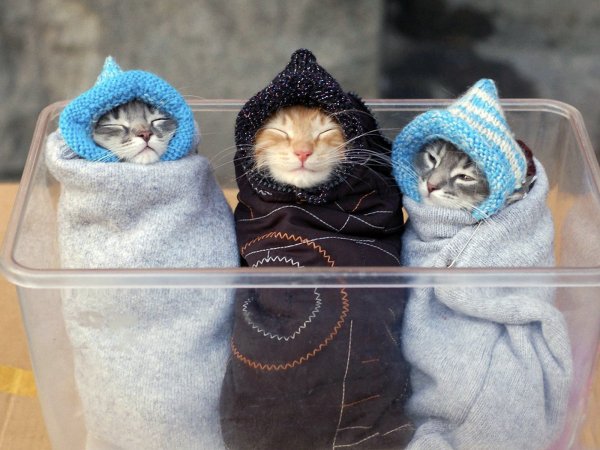 Смешные котята