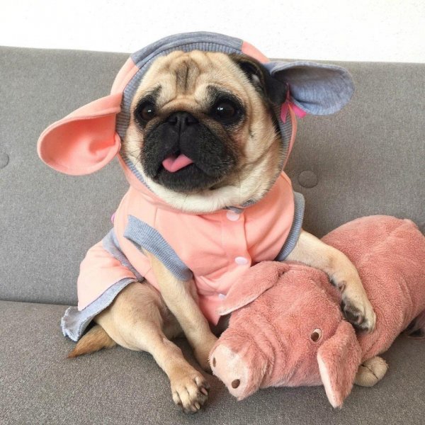 Мопс в костюме миньона