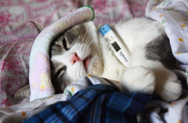 Кот с градусником