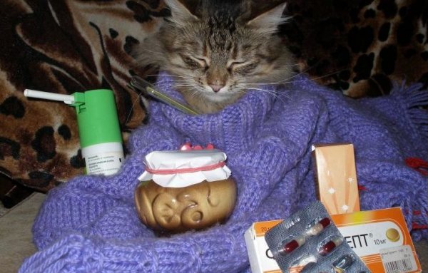 Кошечка заболела