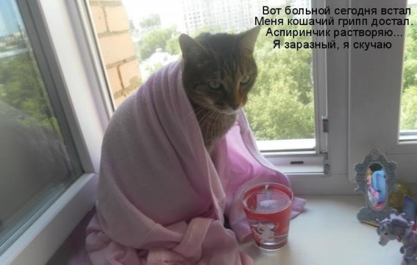 Больной кот прикол