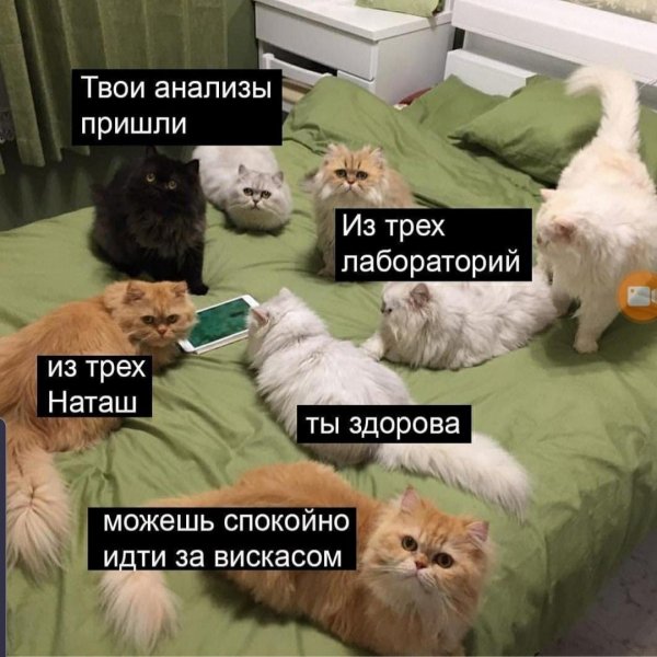 Последние мемы с котами