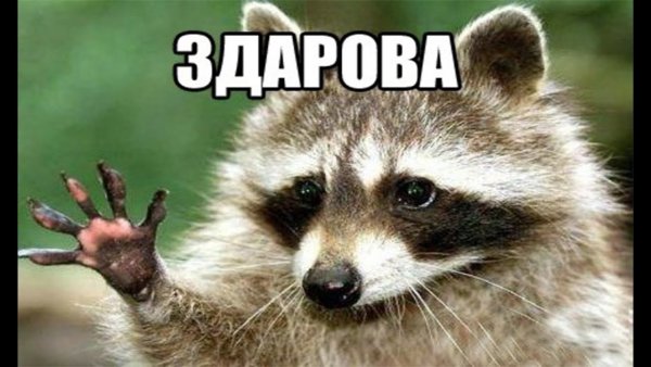 Енот привет