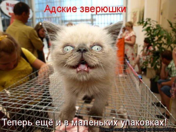 Доброе утро Котоматрица