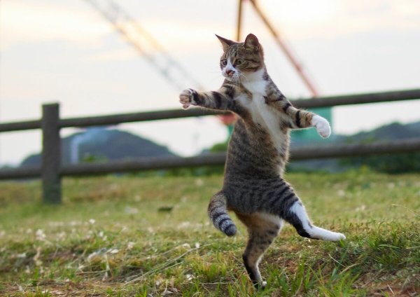 Кот прыгает