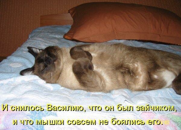 Спящий котик с надписью