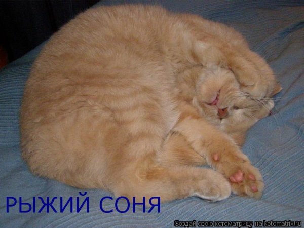 Спящий котик с надписью