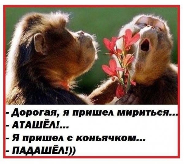 Обезьянка дарит цветочек